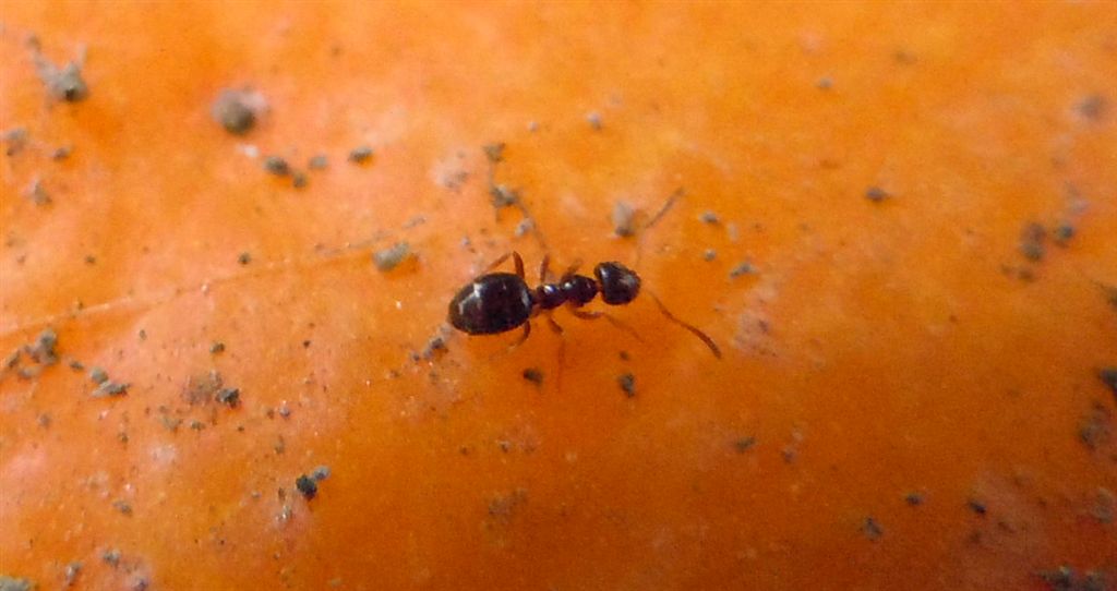 Formiche piccole: Plagiolepis sp.